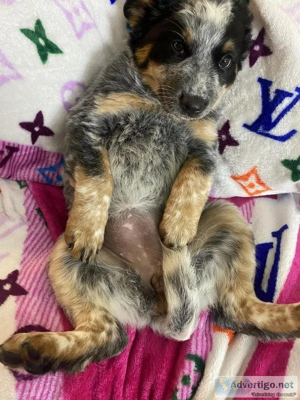 Blue healer puppy