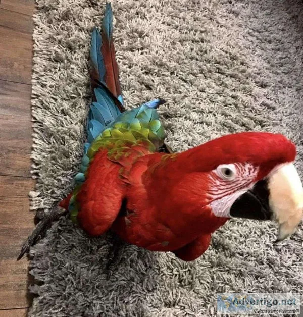 Green Wings Macaw Birds for Adoption