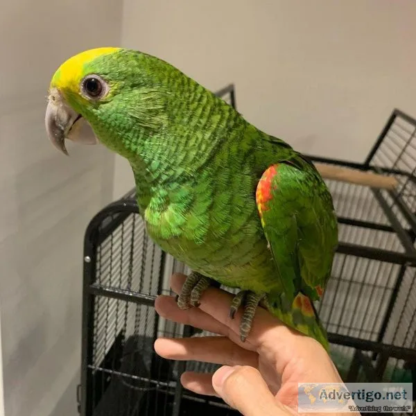 Lovely Yellow Naped Amazon Parrot