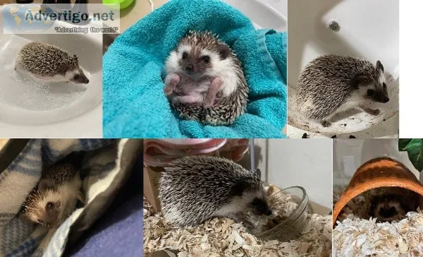 female hedgehog for sale