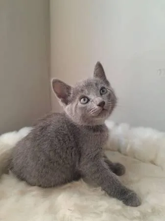 Russian blue kittens