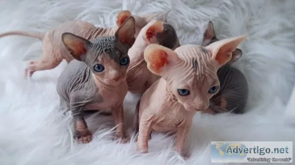SPHYNX KITTENS READY