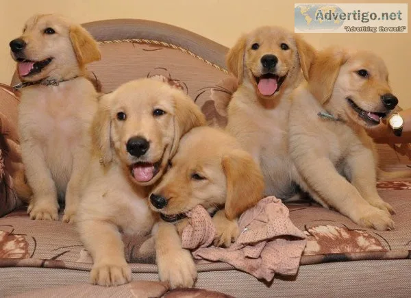 Golden Retriever Puppies