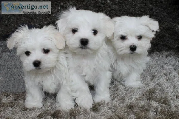 Purebred Maltese Puppies
