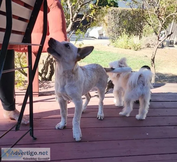 Queensland Heeler - Male - 12 weeks old