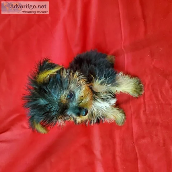 Yorkshire Terrier