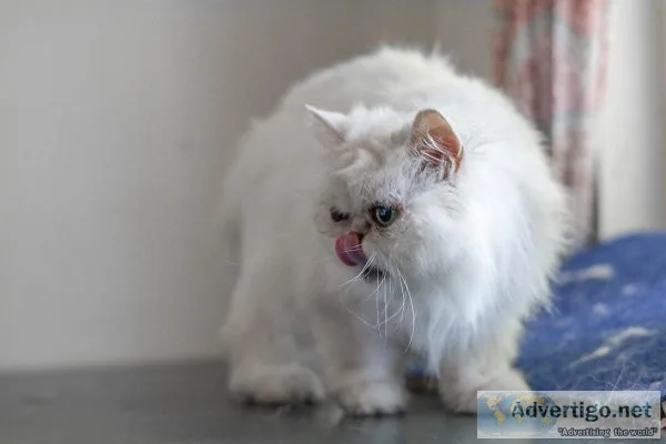 9 yr Persian Teacup cat Elsa