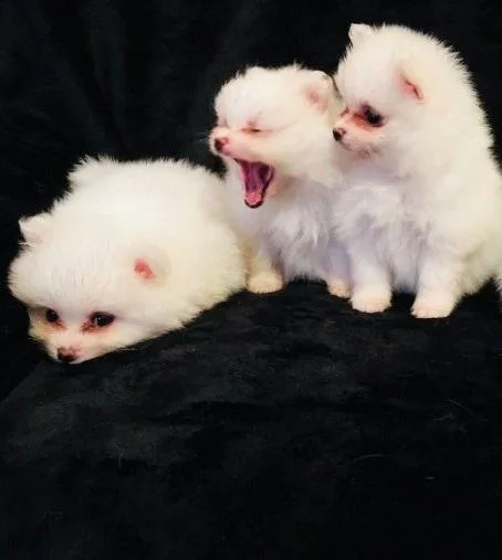 Intelligent Pomerenian puppies