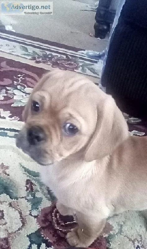 For Sale Male Puggle