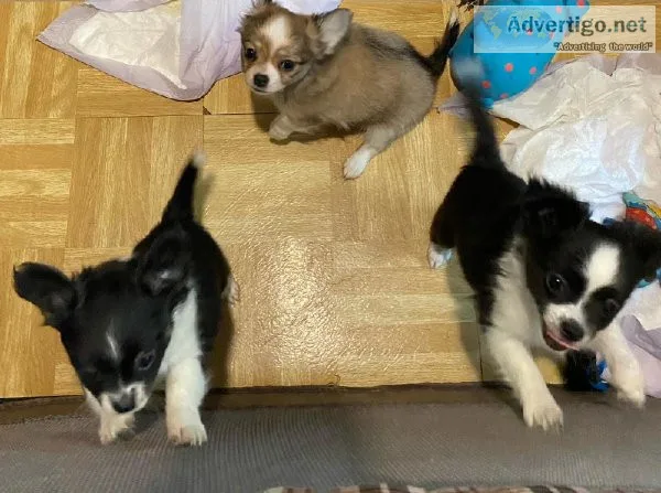 AKC Chihuahua Puppies