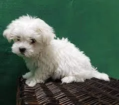 Korean blood line Tiny Toy Maltese