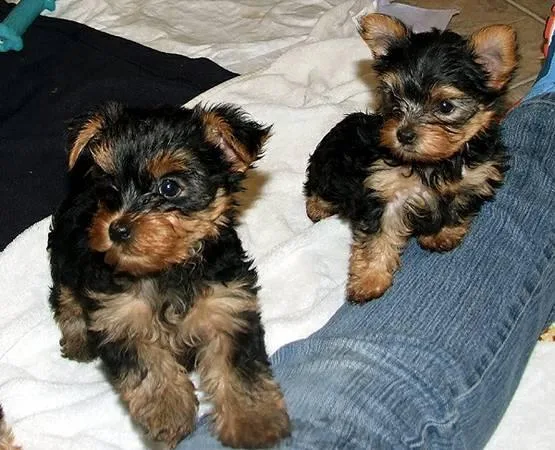 Adorable Yorkie Puppies