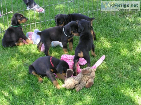 Amazing Doberman puppies