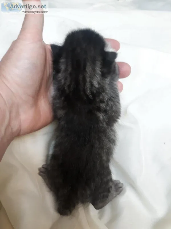 Highland Lynx kittens