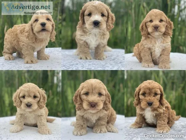 Absolutely Cute Miniature Cockapoo Puppies Hypoallergenic