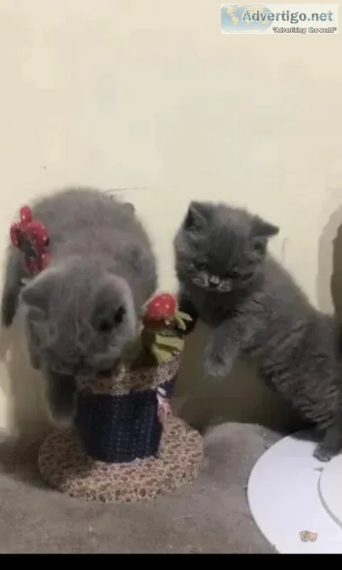 British Shorthiar Kitten Ready