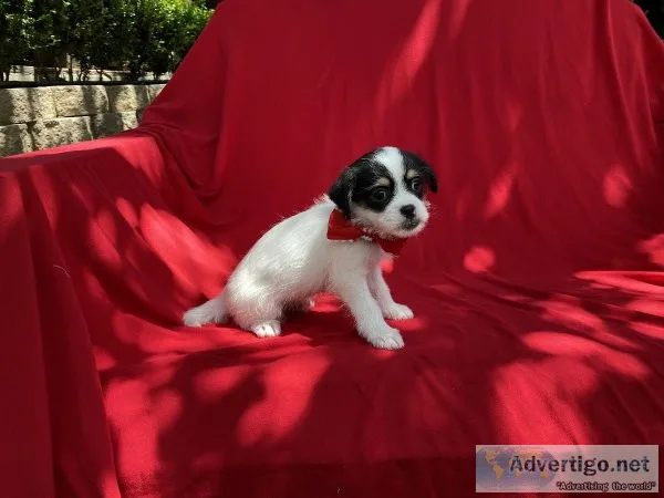 Jack-Chi Puppies