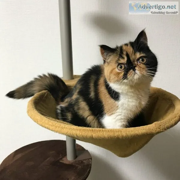 Exotic shorthair kitten