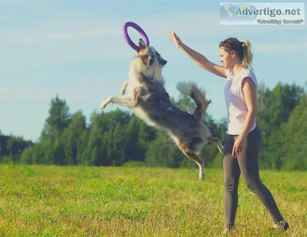 Dog Training Tips for Beginners  My City My Vet