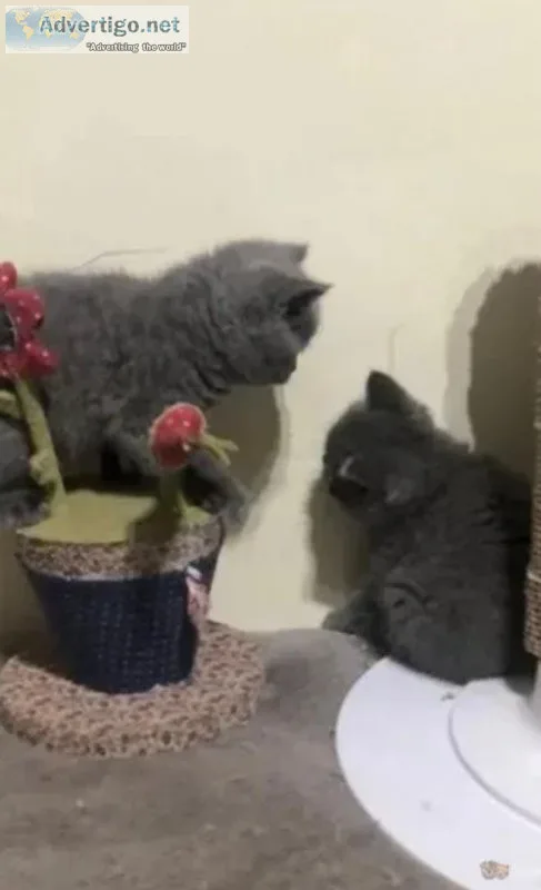 Purebred British Shorthair kittens available