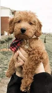 F1B Miniature Golden Doodles