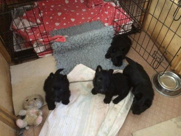 Lovely Scottish Terrier Puppies