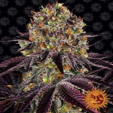 Check out the large selection of high-quality and genuine Greenh