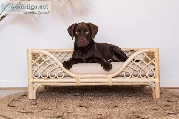 Comfortable Dog Beds in Australia