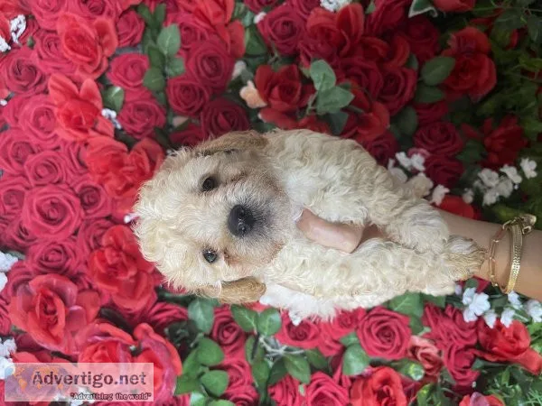 Maltipoo