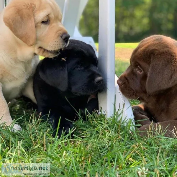 Wonderful Labrador Retriever Pups for Sale