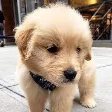 Golden retriever puppies for sale