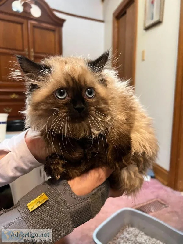 Adorable Purebred Himalayan Kittens for sale