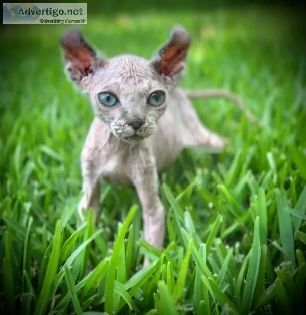 Sphynx