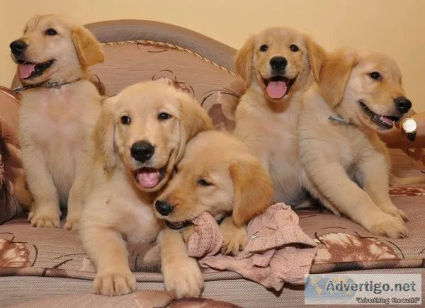 Golden Retriever Puppies