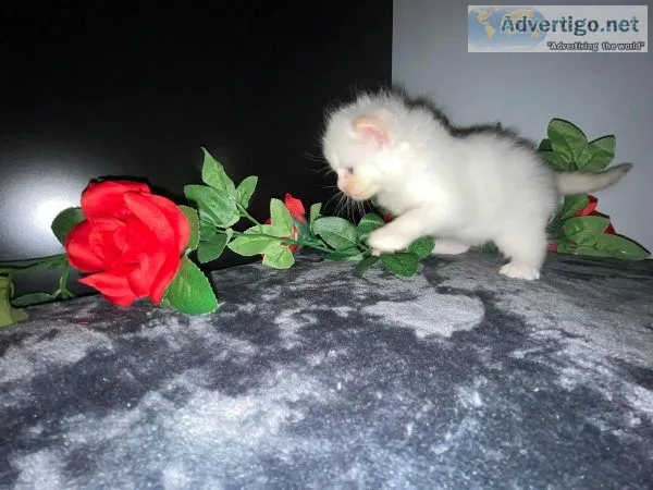 Cute Himalayan Persian Kittens For Sale