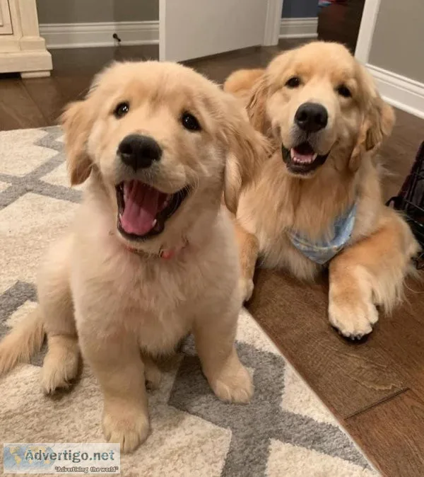 Adorable Golden Retriever Puppies
