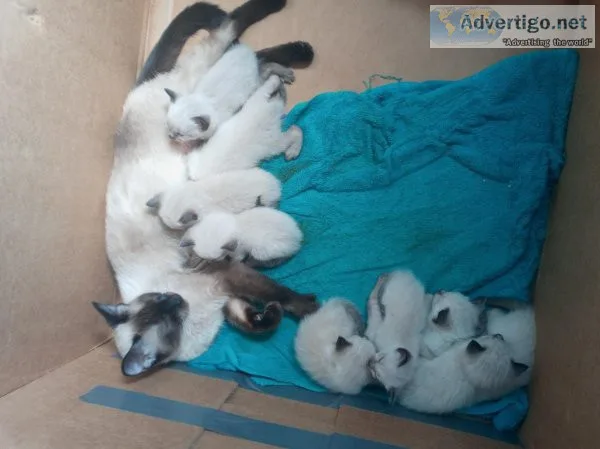 Siamese kittens
