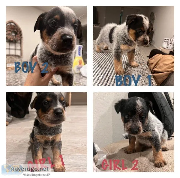 Blue Heeler pups