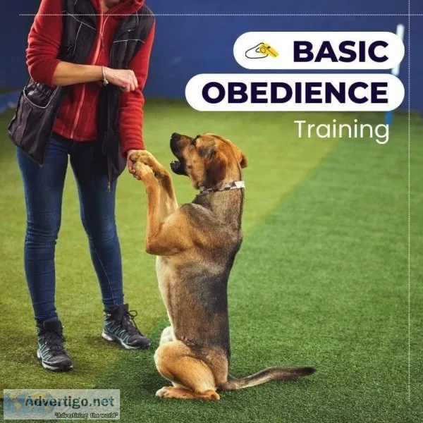 Dog Training in Faridabad At Your Doorstep