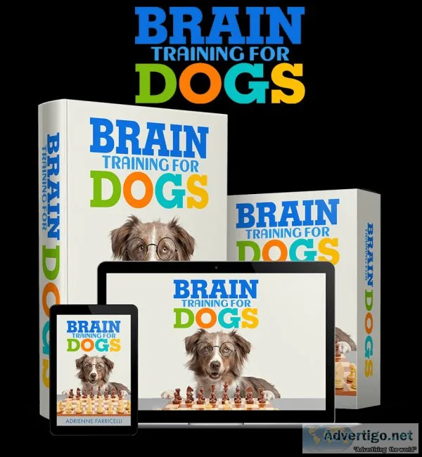 Train your dog