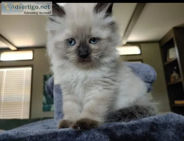 Adorable Ragdoll Kittens
