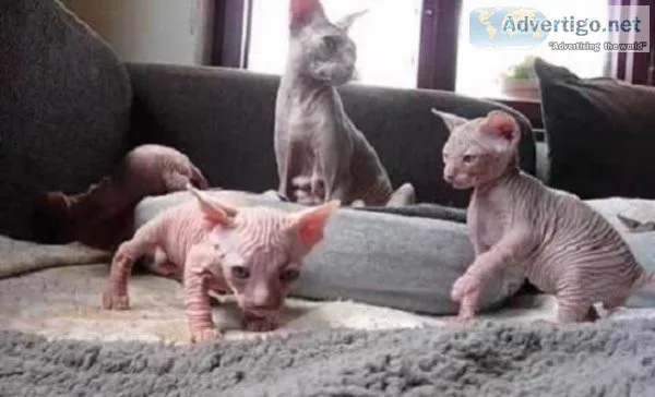 many Sphynx Kittens