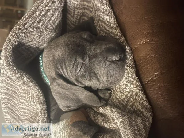 MastiffDane pups