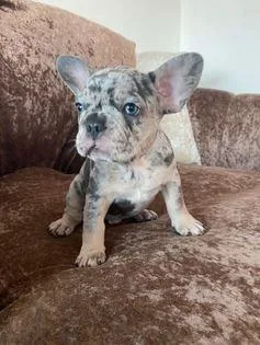Chunky tri merle french bulldog pups