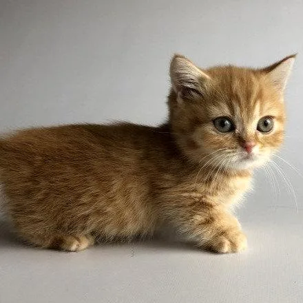 Munchkin shorthair kitties for sale
