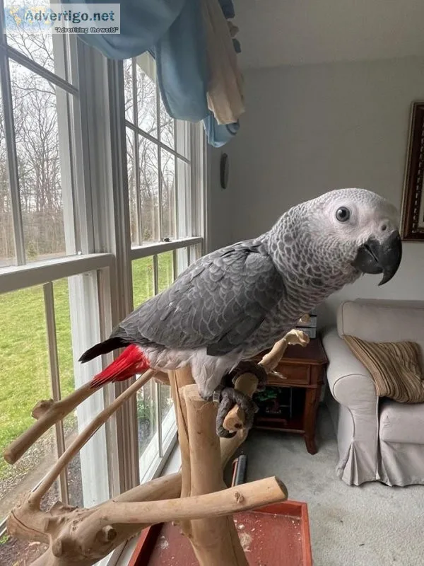 Awesome African Grey Congo Parrot