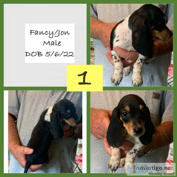 Beagle