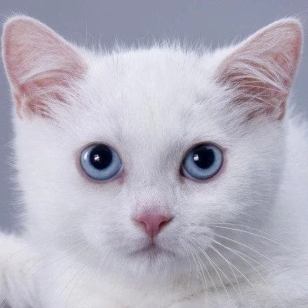 Munchkin shorthair kitties for sale