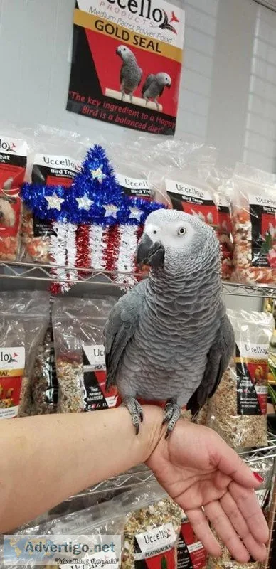 Two years old congo African grey parrot.