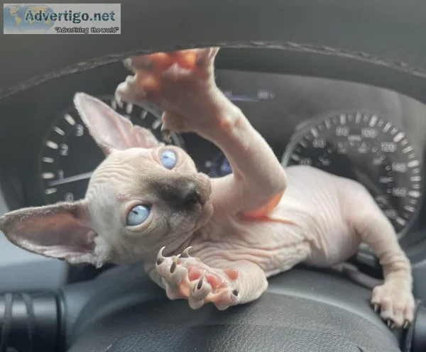 Sphynx kitten